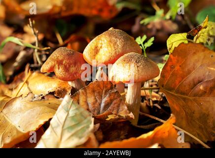 Pilze, Pilze bevölkern den Wald und füllen ihn mit Leben Stockfoto