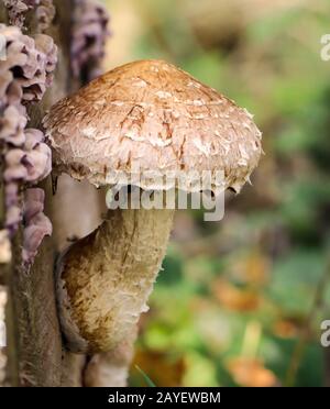 Pilze, Pilze bevölkern den Wald und füllen ihn mit Leben Stockfoto