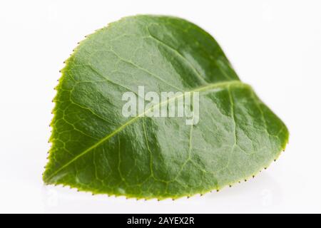 Grüner Teeblatt isoliert auf weißem Hintergrund Stockfoto
