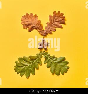 Herbstzusammensetzung aus trockenen und grünen Haferblättern und Eicheln. Stockfoto