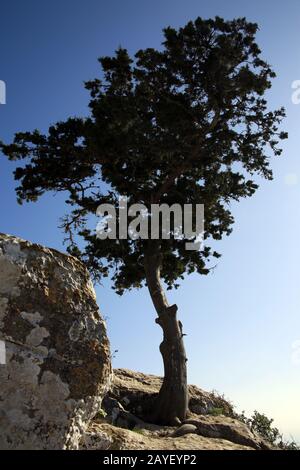 Zypernzeder (Cedrus libani var. Brevifolia) bei der Ruine Kantara Stockfoto