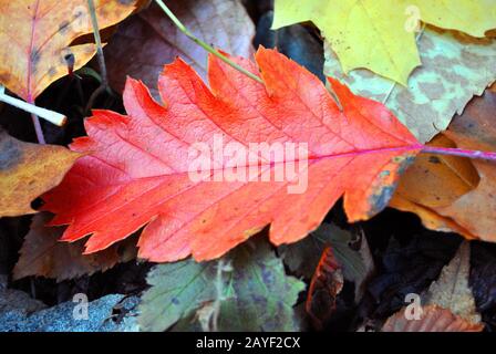 Sorbus hybrida (oakleaf Mountain ash, schwedisches Servicebaum, finnischer Weißstrahl) leuchtend rotes Herbstblatt auf farbenfrohem Blatthintergrund Stockfoto