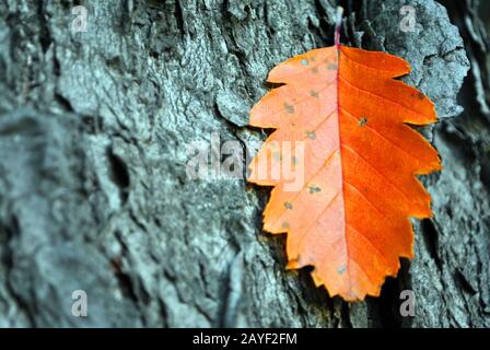 Sorbus hybrida (oakleaf Mountain ash, schwed. Servicebaum, finnisches Weißlicht) leuchtend rotes Herbstblatt auf rauem grauem Baumstammrindenhintergrund Stockfoto