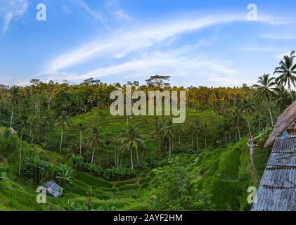 Reisfelder Jatiluwih - Insel Bali Indonesien Stockfoto