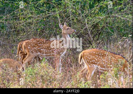 Axis Deer im Ranthammore National Park, Indien Stockfoto