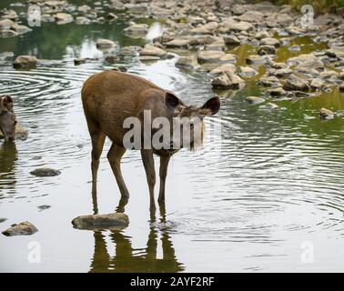 Sambar Deer im Ranthammore National Park, Indien Stockfoto