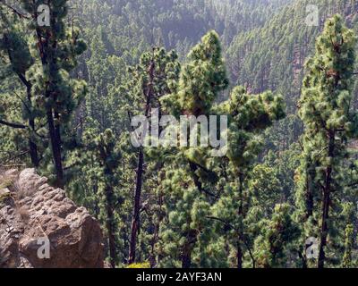 Kanareninsel Pinus canariensis Mount Teidi Nationalpark, Tenera-Insel Stockfoto