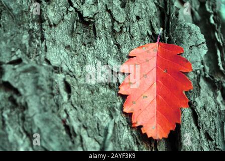 Sorbus hybrida (oakleaf Mountain ash, schwed. Servicebaum, finnisches Weißlicht) leuchtend rotes Herbstblatt auf rauem grauem Baumstammrindenhintergrund Stockfoto