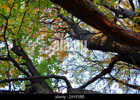 Gelbgrüne Eiche Draufsicht im Herbstpark, blauer Himmel Hintergrund Stockfoto