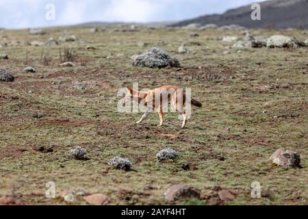 Jagd auf äthiopischen Wolf, Canis simensis, Äthiopien Stockfoto