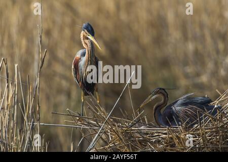 Purpurreiher (Ardea purpurea) Stockfoto