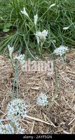 Blühende Knoblauchkröten (Allium tuberosum). Mitglieder der Zwiebel- und Knoblauchfamilie sind beim Kochen unverzichtbar. Stockfoto