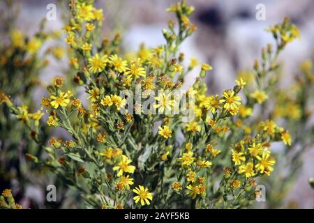 Klebriges Fleaban oder gelbes Fleaban (Dittrichia viscosa subsp. Angustifolia) Stockfoto