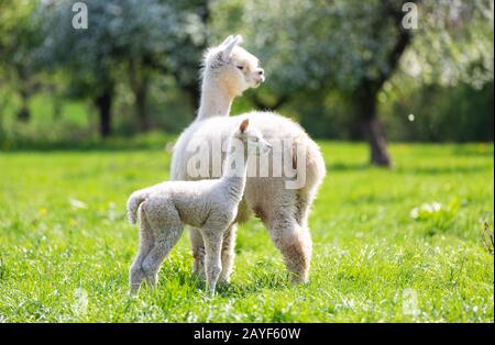 Alpaka mit Nachkomme, südamerikanisches Säugetier Stockfoto