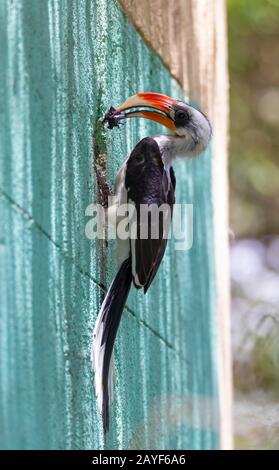 Bird von der Deckens Hornbill, Äthiopische Tierwelt Stockfoto