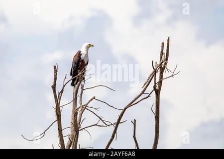 Afrikanische Fischadler Äthiopien Afrika Tierwelt Stockfoto