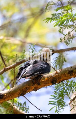 hite-Crested Helmetshrike Bird, Chamo Lake Ethiopia Stockfoto