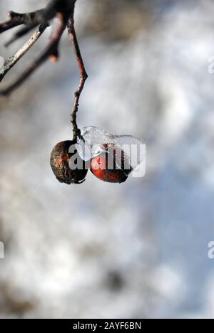 Ast des Paares trocken Crataegus (Weißdorn, Quickthorn, Thornappel, Mai-Baum, Weißdorn, Habicht) mit Eis bedeckt, Nahaufnahme Stockfoto