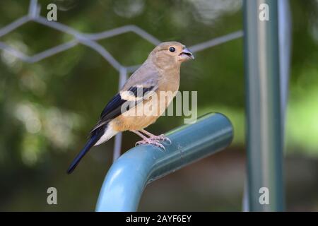 Junger eurasischer Stierkampfarena Stockfoto