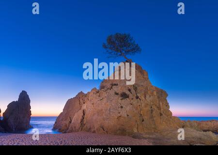 EINSTEINKIEFER OBEN AUF DEM MEERESSTAPEL MAR MENUDA STRAND TOSSA DE MAR COSTA BRAVA GERONA KATALONIEN SPANIEN Stockfoto