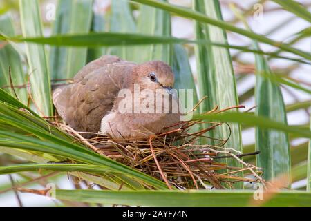 Taube brütet auf Nest zwischen Palmblättern Stockfoto