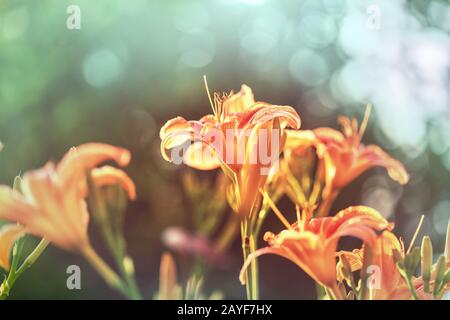 Blumen Stockfoto