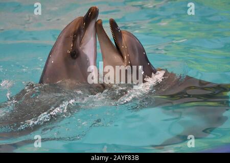 Ein paar Delfine Schwimmen und Spielen im Wasser Stockfoto