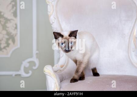 Das Thema Reichtum und Luxus. Die unpeinliche narzisstische Rassekatze Mekong Bobtail posiert auf einem Vinage-Stuhl in einem teuren Stockfoto