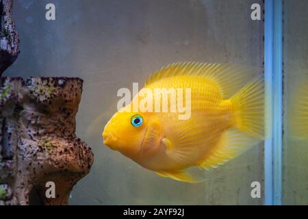 Red Parrot Cichlid Aquarienfische im Süßwasser-Aquarium Stockfoto