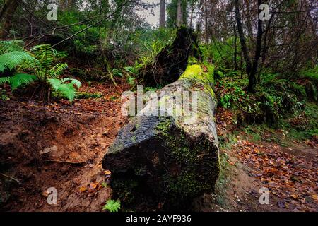Großer umgestürzter Baumstamm mit grünem Moos, Glenariff Forest Park, Nordirland Stockfoto