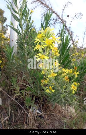 Falscher yellowhead, verholztes Fleaban, klebriges Fleaban, gelbes Fleaban (Dittrichia viscosa subsp. angus Stockfoto