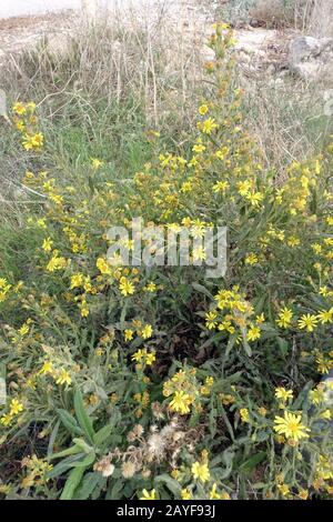 Falscher yellowhead, verholztes Fleaban, klebriges Fleaban, gelbes Fleaban (Dittrichia viscosa subsp. angus Stockfoto