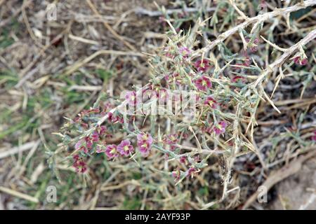 Stachelige russische Distel, Windhexe, gewöhnliches Saltwort (Salsola tragus ssp. Tragus) an den Burgmauern Stockfoto