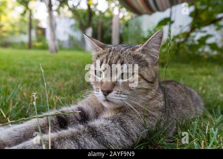 Katze im Rasen Stockfoto
