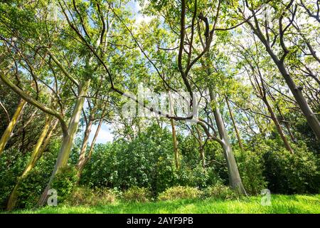 Eukalyptus Stockfoto