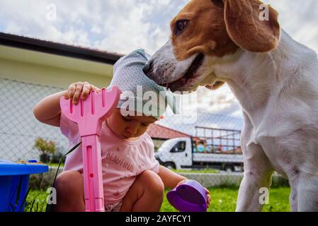 Kleines Mädchen, das an einem sonnigen Tag im Freien in einer Sandbox spielt. Beagle Hund compannieon. Stockfoto
