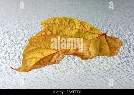 Blätter im Herbst Stockfoto