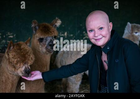 Edinburgh, Schottland, Großbritannien. Februar 2020. Gorgie City Farm: Gail Porter, die Kindheitserinnerungen an den Besuch der Farm hat, trifft die neue LIEBE Gorgie Farm. Love Learning, eine Bildungs- und Sozialhilfe zur Unterstützung verletzter Personen, kündigte im Januar 2019 die Übernahme der städtischen Farm an. Der Hof wird am 29. Februar 2020 wieder eröffnet. Gail mit den Alpakas der Farm Stockfoto