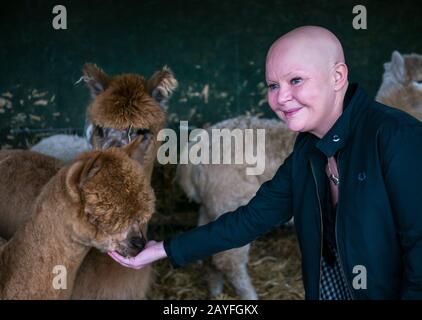 Edinburgh, Schottland, Großbritannien. Februar 2020. Gorgie City Farm: Gail Porter, die Kindheitserinnerungen an den Besuch der Farm hat, trifft die neue LIEBE Gorgie Farm. Love Learning, eine Bildungs- und Sozialhilfe zur Unterstützung verletzter Personen, kündigte im Januar 2019 die Übernahme der städtischen Farm an. Der Hof wird am 29. Februar 2020 wieder eröffnet. Gail mit den Alpakas der Farm Stockfoto