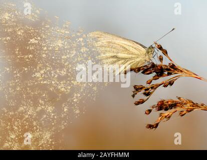 Zerbrechliche Natur Stockfoto