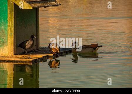 Drei Enten ein sonniger Winternachmittag im Teich eines öffentlichen Parks. Stockfoto
