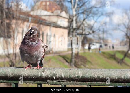 Eine Taube sitzt auf dem Zaun der Brücke und wartet darauf, dass er gefüttert wird. Lavra-Brücke über den Fluss Monastyrka in Sankt Petersburg, Russland Stockfoto