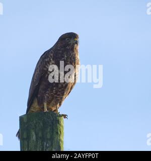 Mäusebussard Stockfoto