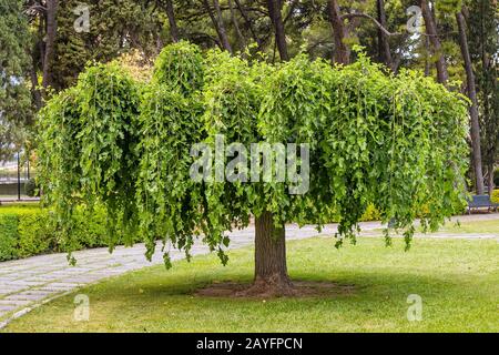 Ein künstlich geformter Baum mit in einem Park, Bonsai-Variation Stockfoto