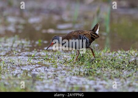 Wasserralle - Rallus aquaticus zur Nahrungssuche. Stockfoto