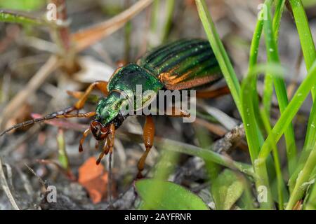 Goldbodenkäfler, Gilt-Erdkäfler (Carabus auratus), krabbelt auf dem Boden, Deutschland, Bayern, Niederbayern, Niederbayern Stockfoto