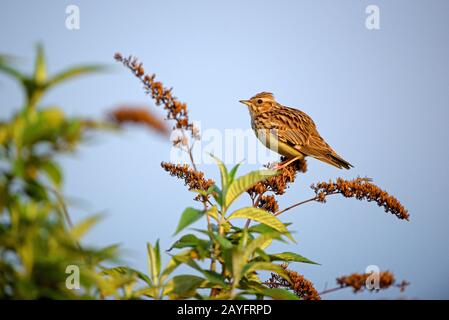 Holzkehlchen (Lullula arborea), männlich auf einem Busch, Deutschland, Nordrhein-Westfalen, Ruhrgebiet, Oberhausens Stockfoto