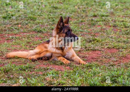 Wolf-Hund K9-Porträt in DER TÜRKEI Stockfoto