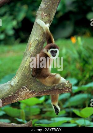 Dunkelhändiger Gibbon, schwarzhändiger Gibbon, agiler Gibbon (Hylobate agilis), auf einem Ast sitzend, Seitenansicht Stockfoto