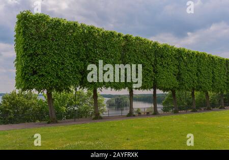 Bassholz, Linde, Linde (Tilia spec.), kastenförmige Linde im Palastgarten am großen Ploener See, Deutschland, Schleswig-Holstein, Ploen Stockfoto